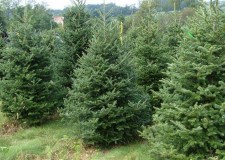 Brazi naturali de Craciun