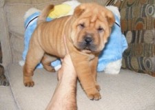 Uimitor chinezesc Shar-Pei Puppies disponibile