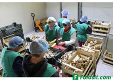 agricultura germania olanda