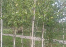 Vand mesteacan, tei argintiu, plante ornamentale