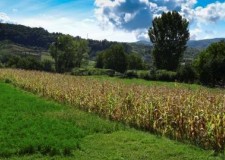 Teren intravilan 2405mp, Campulung Muscel