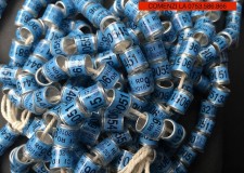 Inele porumbei FCPR FCI 2016 cu talon