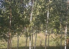 Vand mesteacan pletos,tei argintiu si plante ornamentale