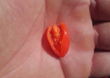 Goji Berry plante, seminte, fructe proaspete