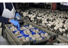 ambalat ciuperci germania