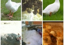 Vindem pui de gaina, curca, bibilica si prepelite