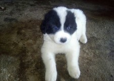 Vand Catelusi Ciobanesc Romanesc de Bucovina