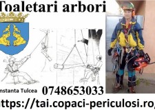 copaci mari Constanta