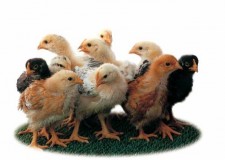 Vindem pui de gaina de o zi si zburati, rasa mixta si de carne!