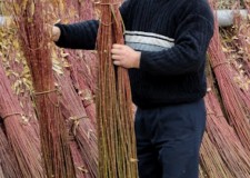 Vand 100 tone de rachita productie 2019