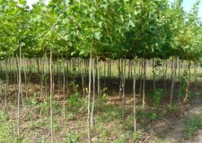 Vand puieti mestecan, platan, tei, artar