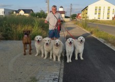 Dresaj canin la domiciliul clientului  Timisoara