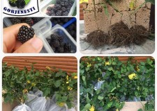 Butasi de mur fara ghimpi