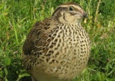 Vindem pui de prepelita, oua si carne de prepelita