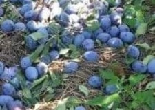 Prune pentru È›uicÄƒ