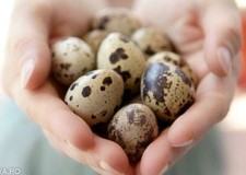 Vindem oua de incubatie, prepelite si pui de prepelita