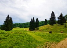 Teren intravilan construibil Poiana Mica Brasov cu utilitati PROPRIETAR