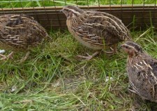 Vindem pui de prepelita, oua si carne de prepelita