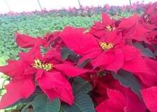 Craciunite XXL la preturi de producator