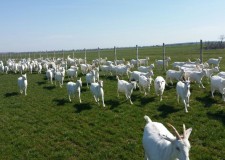 Vand capre  saanen gestante cu 290 de euro