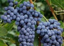 Vand struguri de vin