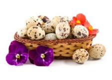 Vindem pui de prepelita, oua si carne de prepelita