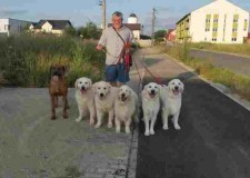 Dresaj canin la domiciliul clientului  Timisoara