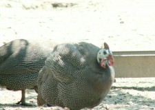 Vindem pui de o zi si zburati de bibilica