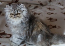 Pisici persane cu certificat pedigree