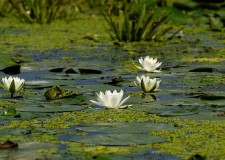 EXCURSII SI CAZARE IN DELTA DUNARII