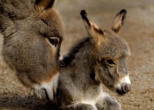 Angajez pentru Germania ingrijitori de magarusi