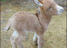 Angajam pentru Spania ingrijitori de magarusi