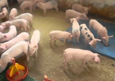 Cautam ingrijitori pentru ferma purcei din Olanda