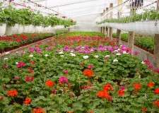 Angajam necalificati sere de flori