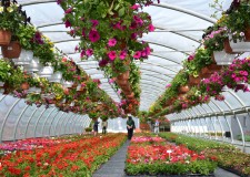 Angajez necalificati sere de flori