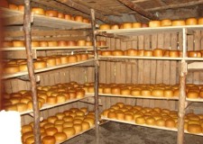 Angajam personal la fabrica cascaval