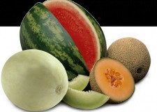 Angajez culegatori pepeni Germania