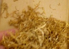 Vand Tutun Vrac firicel sigilat calitate deosebita