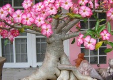 20 seminte Trandafir Egiptean de Desert Bonsai flori rare