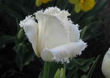 20 seminte Lalea Alba Dantelata flori rare