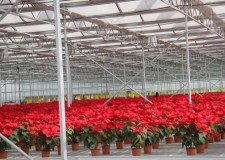 Angajez culegatori mazare