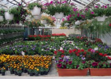 Angajez personal sere de flori in Germania