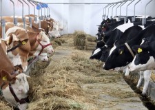 Zootehnie in Anglia-vaci si cai/1700 lire