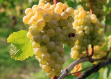 Struguri pentru vin, alb si negru