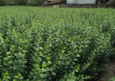 Gard Viu - Ligustrum Ovalifolium