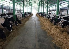 Angajam muncitori pentru ferme de vaci in Spania