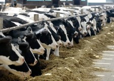 Angajez muncitori pentru ferme de vaci in Germania