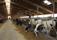 Cautam ingrijitori pentru ferme de vaci din Olanda