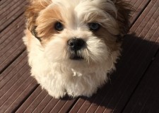 FRIZER CANIN LA DOMICILIU