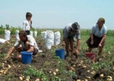 locuri de munca la sortat de rosii olanda, germania